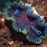 Giant clam