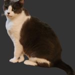 bruce the cat