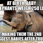 Baby Elephant | AT BIRTH, BABY ELEPHANTS WEIGH 250 LBS; MAKING THEM THE 2ND BIGGEST BABIES AFTER TRUMP | image tagged in baby elephant | made w/ Imgflip meme maker