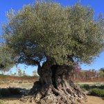 Olive Tree Santander