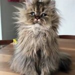 scruffy cat