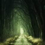 Creepy Forest