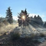 Mist in trees