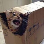 Cat destroying box meme