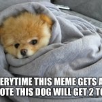 Bundled up Doggo | EVERYTIME THIS MEME GETS AN UPVOTE THIS DOG WILL GET 2 TOYS | image tagged in bundled up doggo,memes,funny,cats,dogs | made w/ Imgflip meme maker