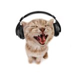 cat with headphone