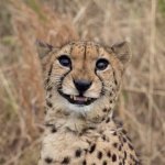 Smiling Cheetah
