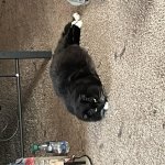 Skrimp cat