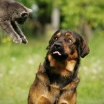 Cat jumping onto dog