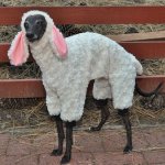 Dog dressed as sheep