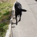 Black dog walking template
