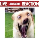 Live insane dog reaction