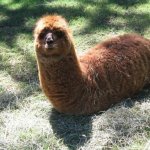 legless llama