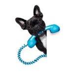 French Bulldog taking phone call