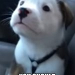 Dog blur drunk high driving test | IF I LOOK BLURRY; YOU SHOULD NOT BE DRIVING. | image tagged in doogy,drunk driving,high driving,safety first,memes,cute dog | made w/ Imgflip meme maker