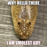 Arabian Sand Boa | WHY HELLO THERE; I AM SMOLEST GUY | image tagged in arabian sand boa | made w/ Imgflip meme maker