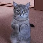 begging cat GIF Template