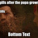 Look it up | Frog gills after the pupa grows legs; Gills; Bottom Text | image tagged in spiderman getting thanos snapped,frog,hehehe,frog week | made w/ Imgflip meme maker