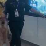 Airport Security Guard Carrying Dog