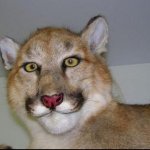 Bad taxidermy cougar