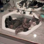 cats cuddling in sink