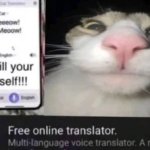 cat translator