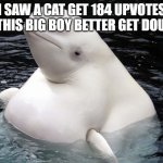 How??? | I SAW A CAT GET 184 UPVOTES SO THIS BIG BOY BETTER GET DOUBLE | image tagged in fat whale | made w/ Imgflip meme maker