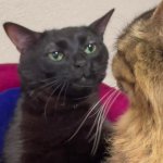 cat 2