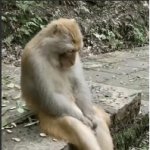 Macaco Triste