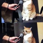 cat interview cry