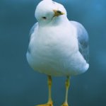 The gull of ‘em