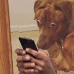 dogs staring at phone in suprise meme