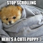 Wait | STOP SCROLLING; HERE'S A CUTE PUPPY :) | image tagged in bundled up doggo | made w/ Imgflip meme maker