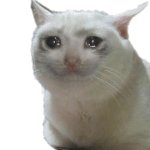 crying cat