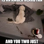 When your dog is an Amber heard fan | WHEN YOUR DOG IS AN AMBER HEARD FAN; AND YOU TWO JUST GOT IN AN ARGUMENT | image tagged in dog,fun,poop,amber heard,argument,bedroom | made w/ Imgflip meme maker