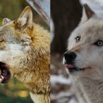 two wolves