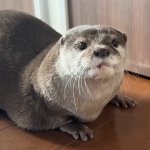 Hana The Otter Super Kotaro Galaxy Wiki Fandom