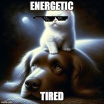 kitten and puppy | ENERGETIC; TIRED | image tagged in kitten and puppy | made w/ Imgflip meme maker