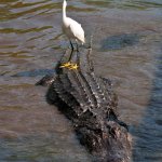 Bird on a crocodile