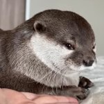 Hana The Otter