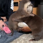 Kotahana Fanfiction