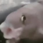 Majik pog fish screaming GIF Template