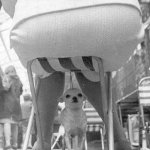 Dog under chair