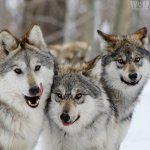 Happy wolf wolves