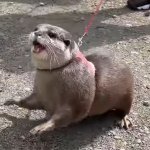 Hana otter