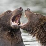 Tired Bears argue