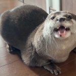 Hana The Otter Chubby