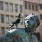 Pigeon on Statue