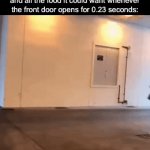 . | Dogs in a house with loving owners and all the food it could want whenever the front door opens for 0.23 seconds: | image tagged in gifs,funny,memes,animals | made w/ Imgflip video-to-gif maker