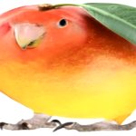 Mango Birb meme